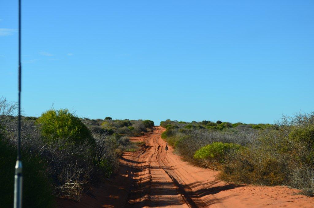 The road out through the Francois Peron NP