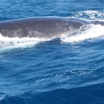 Humpback whales, Coral Bay WA