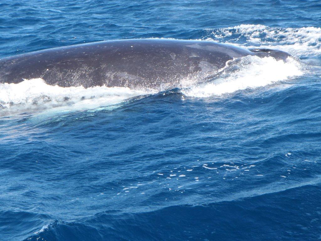 Humpback whales, Coral Bay WA