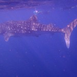 Whale Shark, Coral Bay WA
