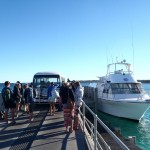 Whale Shark tour, Coral Bay