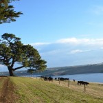 Cows and Lake in old volcanic crater