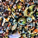 Shells at Blanket Bay