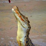 Adelaide River Crocs, NT