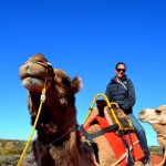 Uluru camel ride
