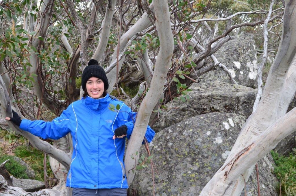 Tee among the snow gums, near Charlottes Pass