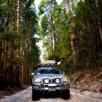 Fraser Island rainforest