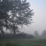 Early morning fog, Deua NP