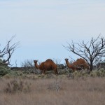 Camels in the Nullarbor