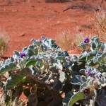 Desert flowers, The Pilbara
