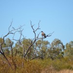 Wedgetail Eagle (I think),  The Pilbara