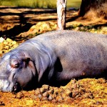 As happy as a hippo in ....... At Western Plains Zoo