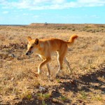 Dingo - near lake eyre
