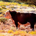 Healthy looking cattle - Oodnadatta Track