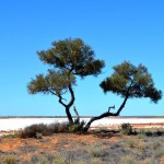 Salt lakes - Simpson Desert