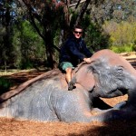 Dave riding an elephant