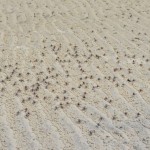 Soldier crabs - Whitsunday Island